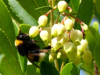 Strawberry tree arbutus flower libar