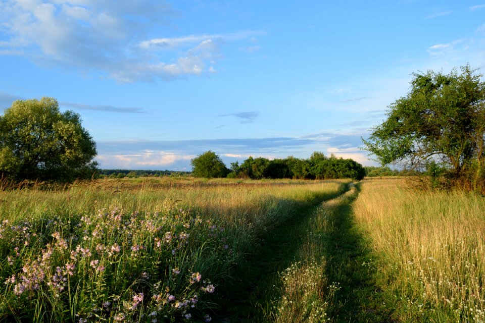 Field beauty summer