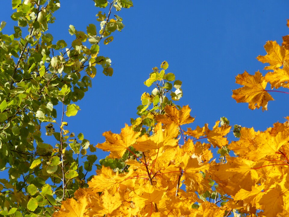 Yellow green fall foliage photo