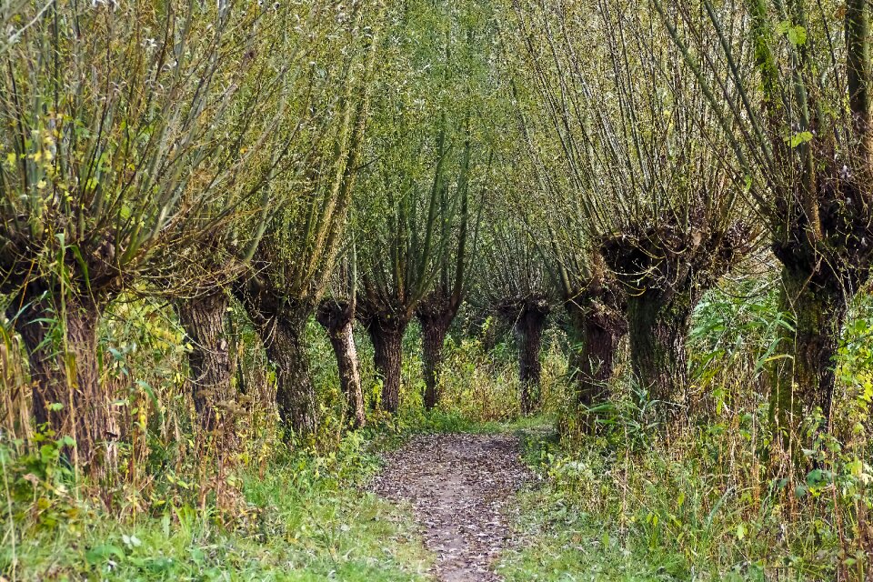 Weeping willow branches braid