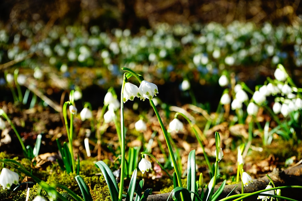 Two together blossom