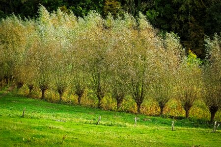 Branches braid landscape photo