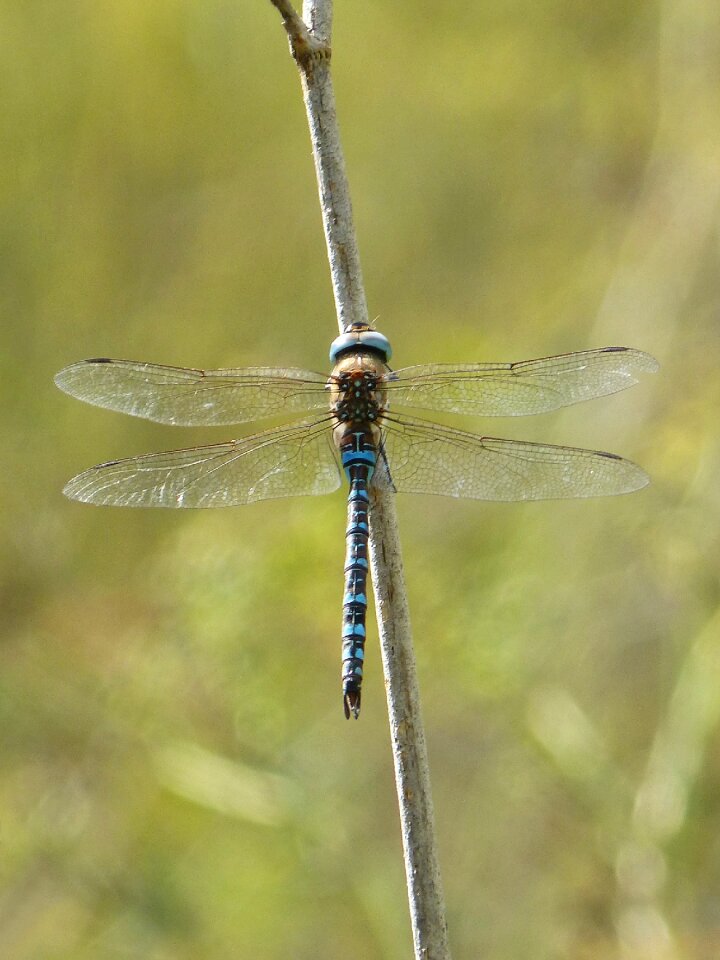 Blue dragonfly wetland aeshna juncea