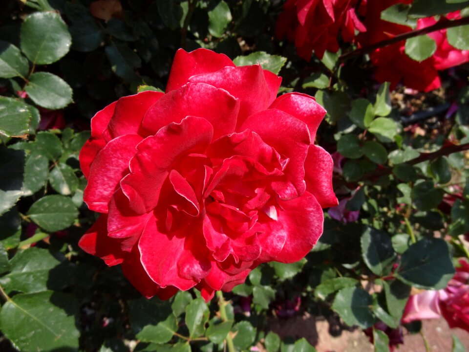 Flower nature beautiful flowers