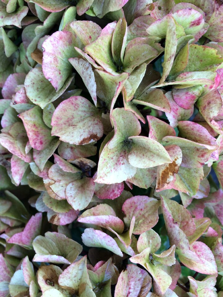 Flowers blossom bloom