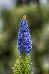 Garden spring purple
