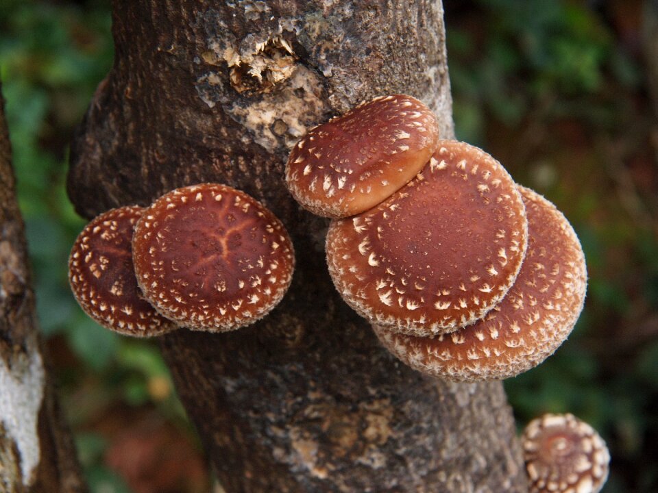 Brown trunk natural