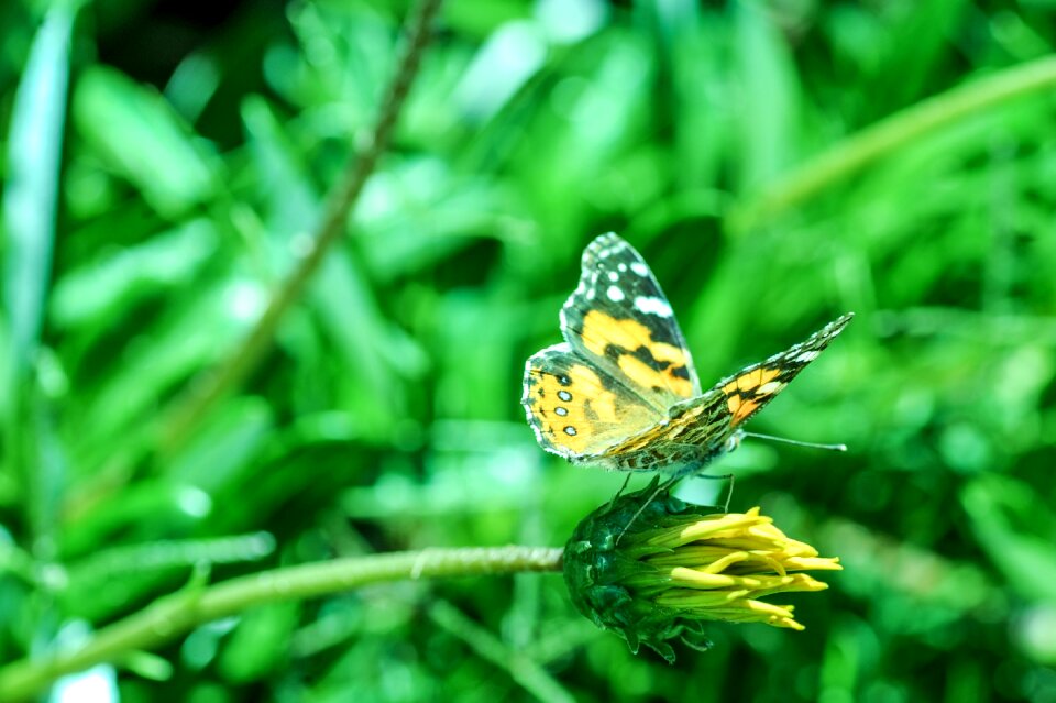 Green flower