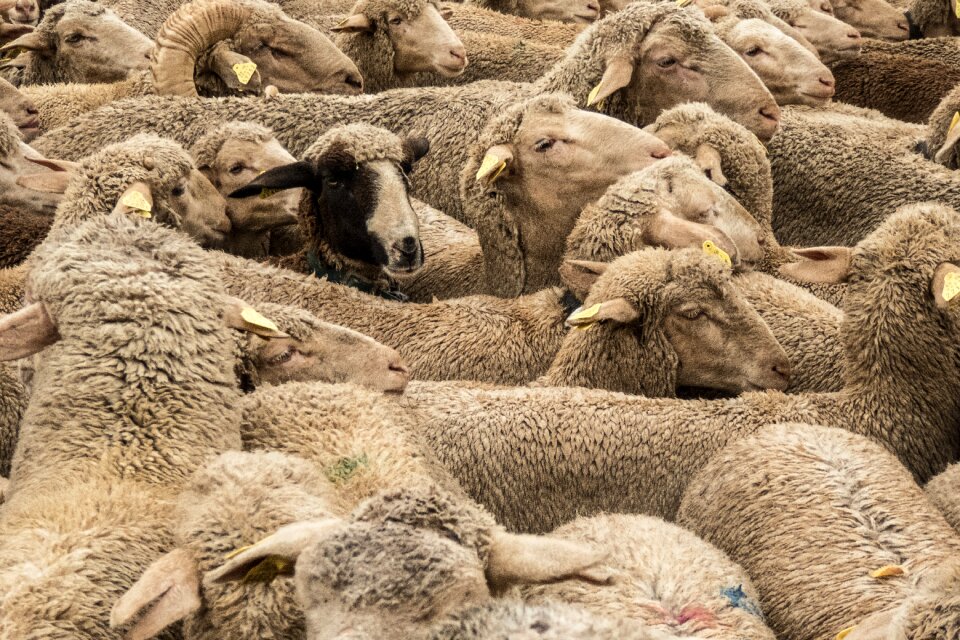 Pasturage pastor tranhumancia