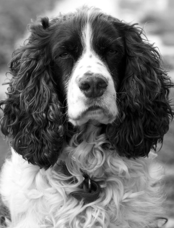 Springer spaniel english springer spaniel purebred