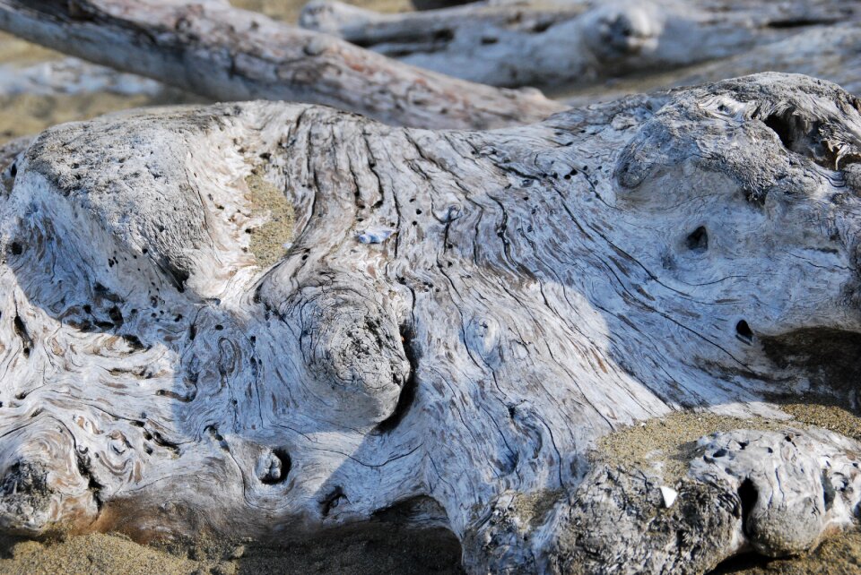 Old wood nature structure