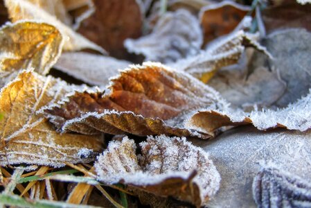 Dry leaves bronze autumn photo