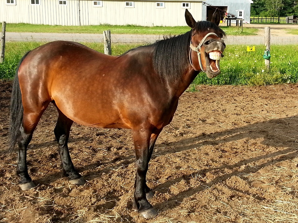Horses animal stallion