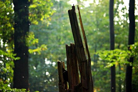 Dead wood mosquitoes sunlight photo