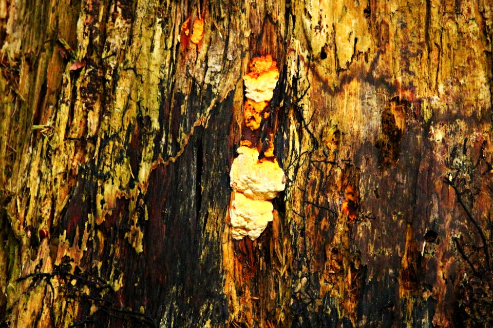 Tree stump forest nature