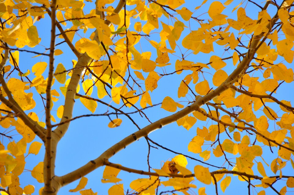 Aspen fall tree photo