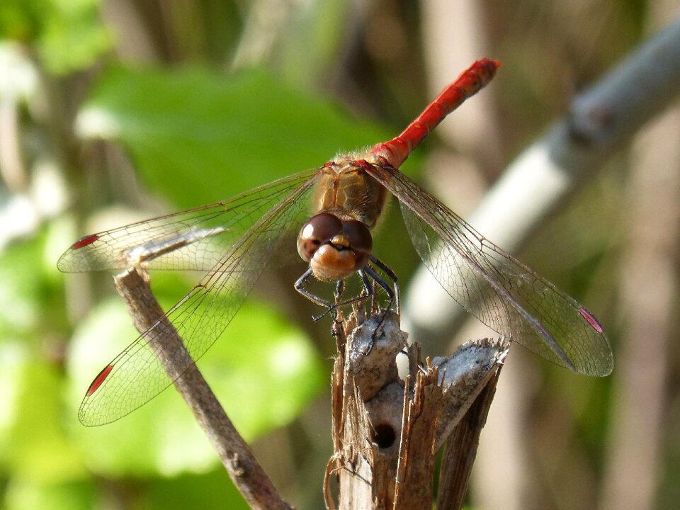 Winged insect sympetrum striolatum annulata trithemis