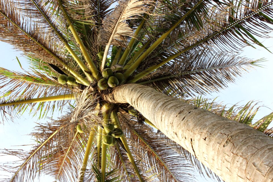 Palm leaves plant summer