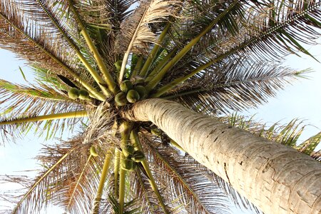 Palm leaves plant summer photo