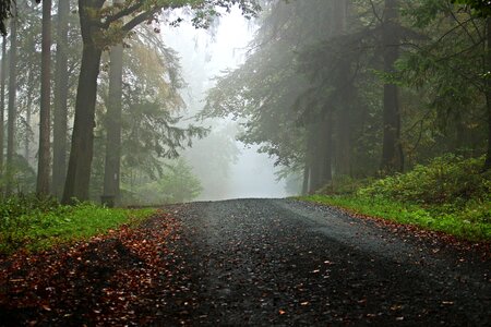 Forest path trees trail photo