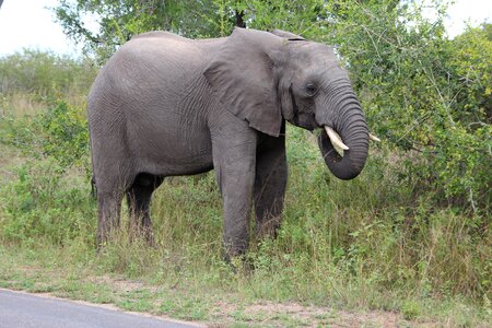 Kruger national park 2014
