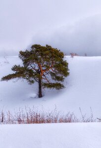 Winter trees nature