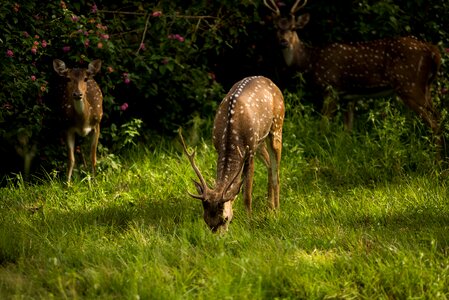 Nature forest wild