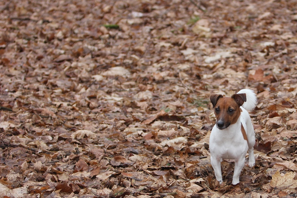 Dog nature animal