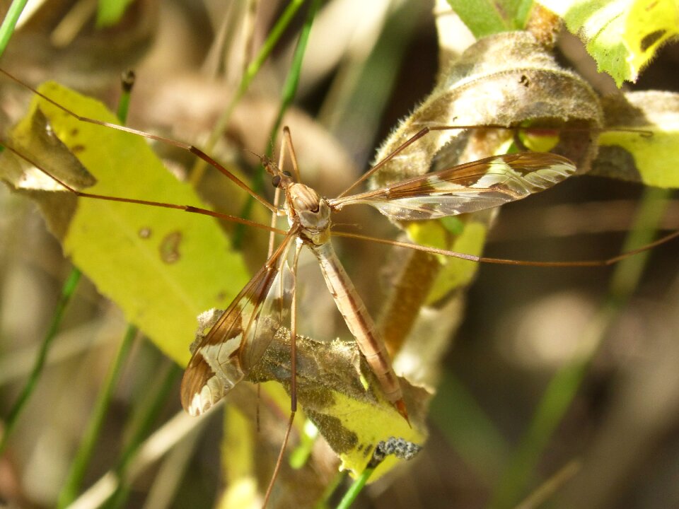 Sting giant mosquito típula oleracea