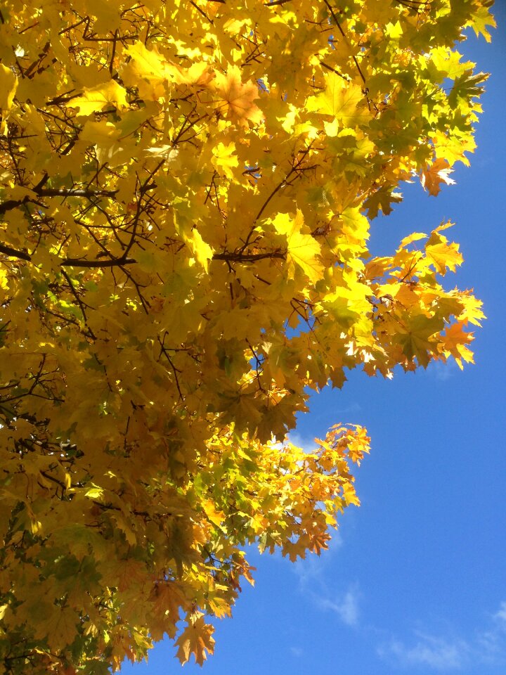 Autumn gold yellow leaves collapse photo