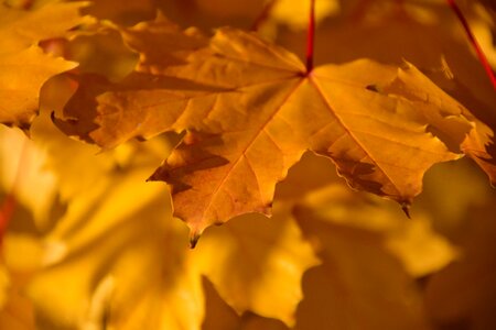 Maple maple leaf light photo