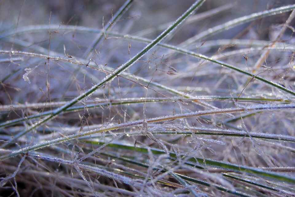 Meadow winter frosty