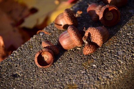 Nature autumn wall