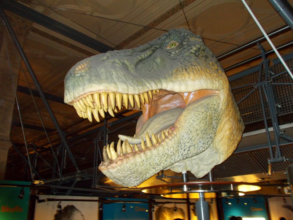 Dinosaur jurassic tyrannosaurus