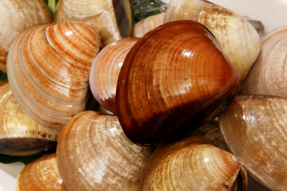 Gourmet seafood marine life