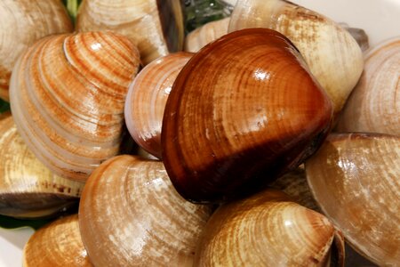 Gourmet seafood marine life