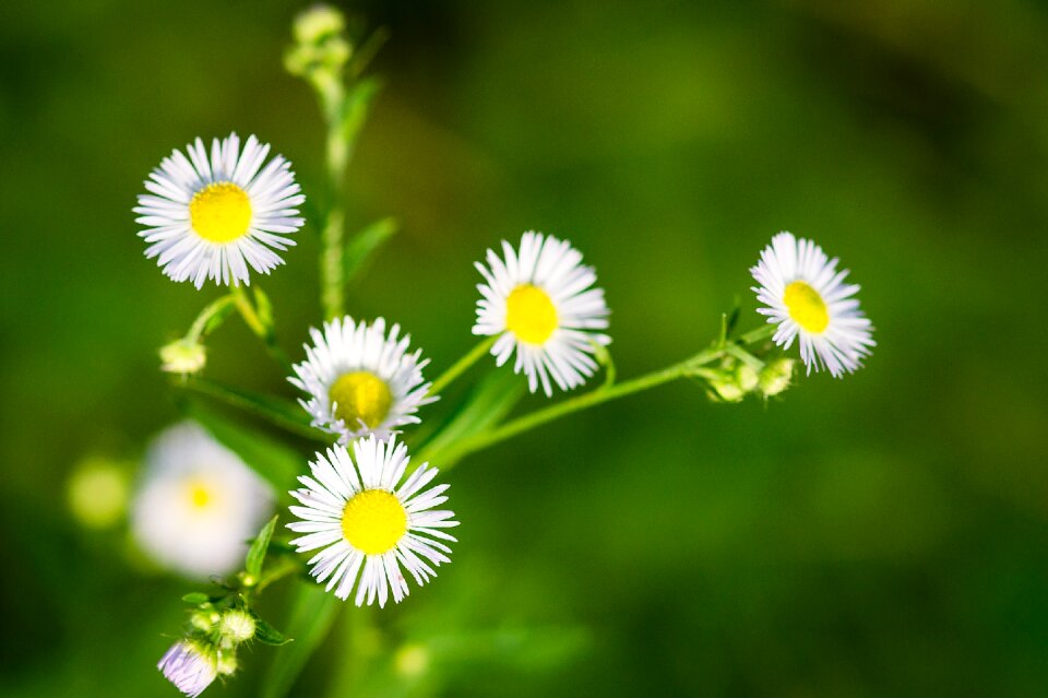 Floral grow white photo