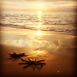 Mar sol starfish