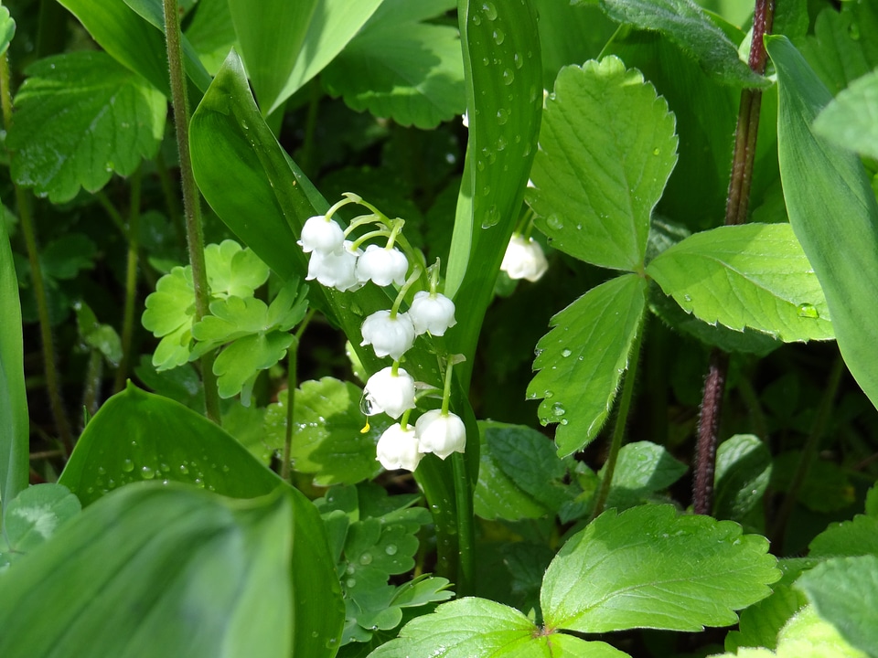 White spring fragrance