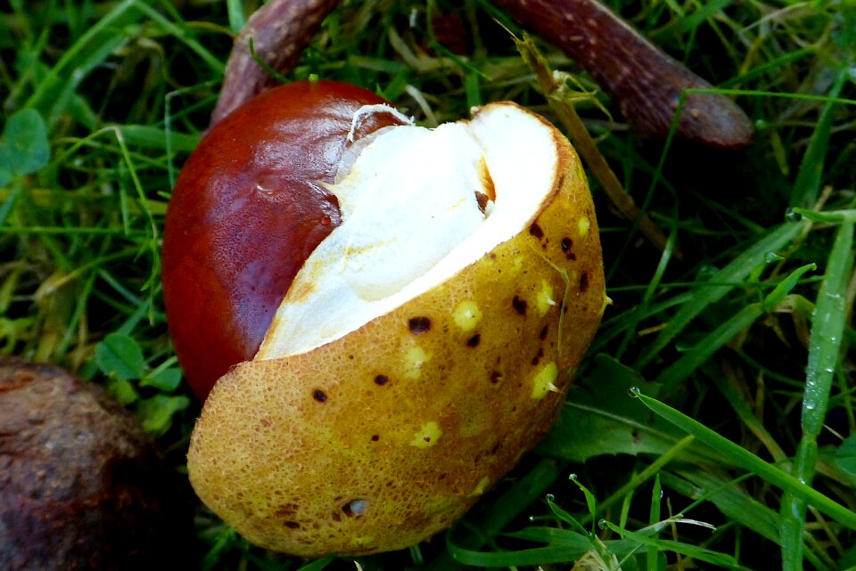 Tree chestnut tree october