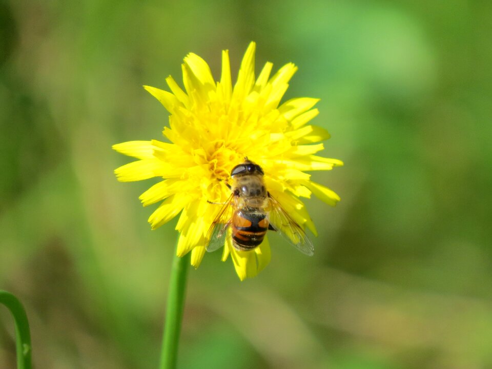 Insect yellow mist bee