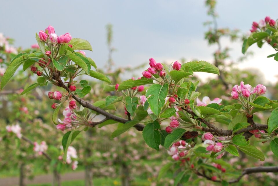 Cherry blossom lower saxony old country