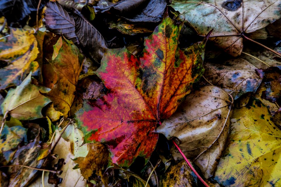 Out plants color