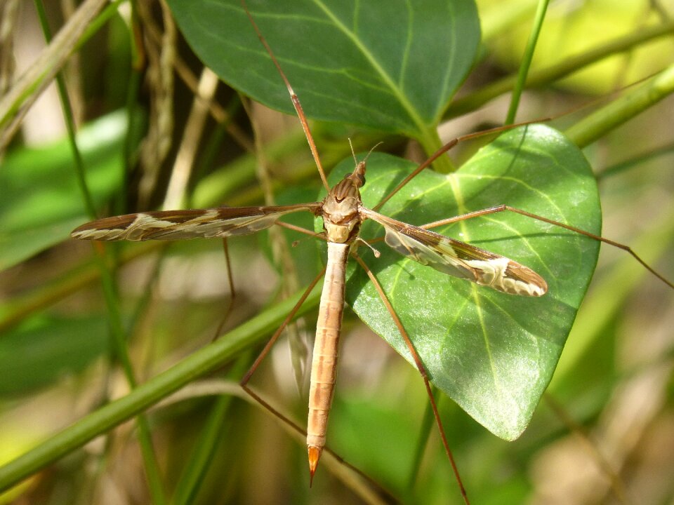 Sting giant mosquito típula oleracea