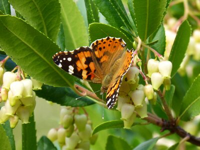Strawberry tree vanessa cardui vanesa