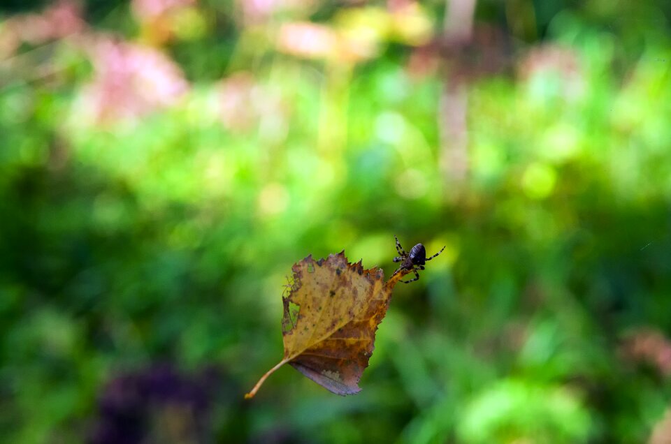 Leaves nature greens