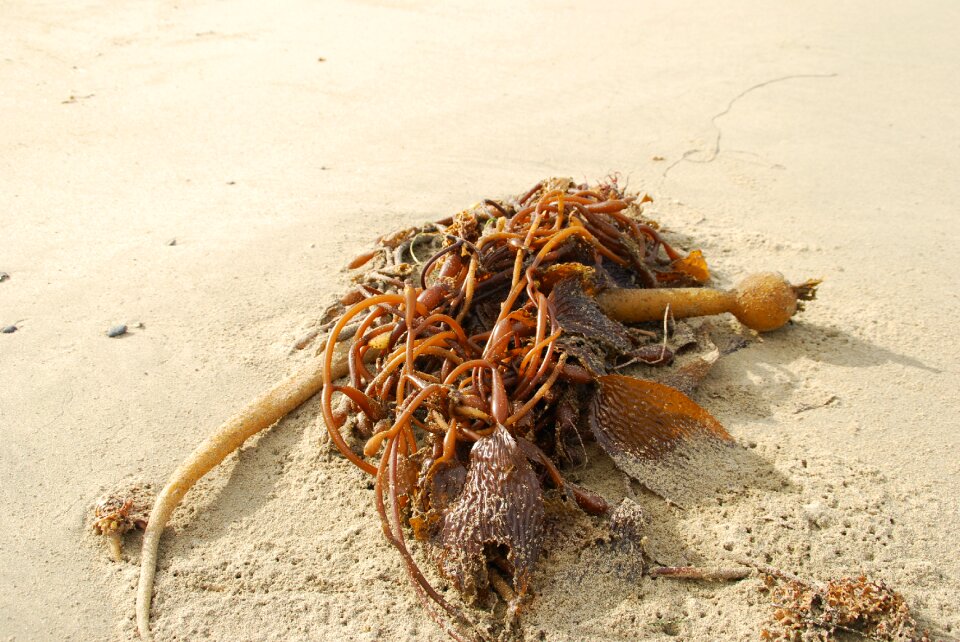 Nature sand beach sea