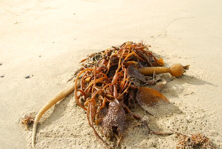 Nature sand beach sea