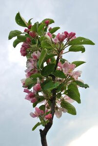 Cherry blossom lower saxony old country