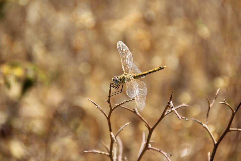 Brown wildlife